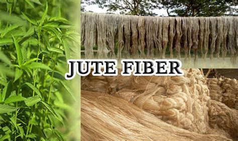  Juríbe-Jute:  Fiber of Strength and Sustainability! 