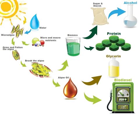  エゴマ Oil: A Versatile Biofuel and Edible Delight?!